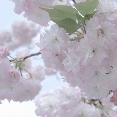 兽设森系风格设计福瑞交流群